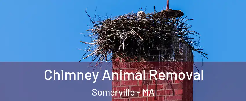  Chimney Animal Removal Somerville - MA