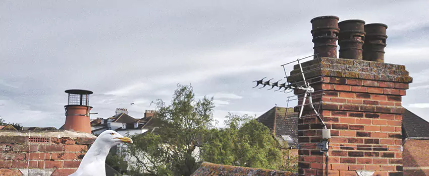 Chimney Cleaning And Restoration in Somerville, Massachusetts